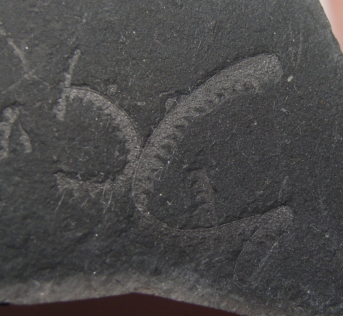 Graptolithen Monograptus sp. PausaMühltroff Plauen Vogtland Sachsen